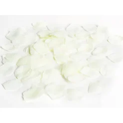 Clearance Gifi Pétale de rose ivoire x120