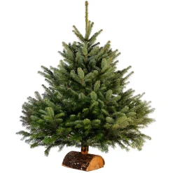 Best Gifi Sapin de Noël naturel Nordmann 100 cm